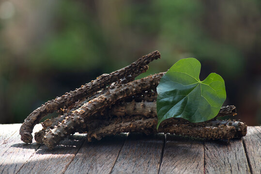 Tinospora cordifolia and green leaf on nature background.