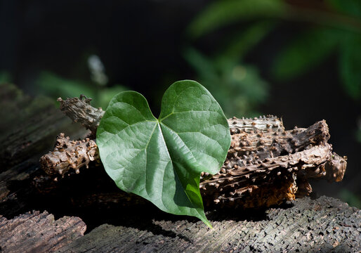 Tinospora cordifolia and green leaf on nature background.
