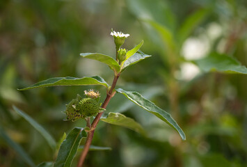 False daisy or erclipta prostrata tree on nature background.