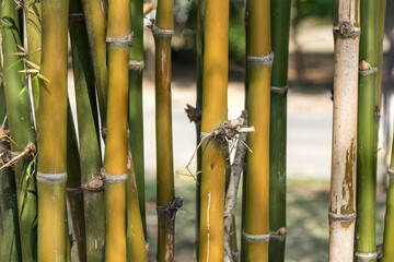 Fresh bamboo trees on nature background.