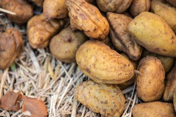 Cynometra cauliflora fruits on nature background.