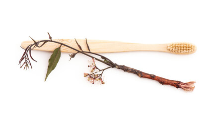 ํYoung branch of neem are used to brush teeth.