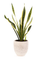 Dracaena trifasciata isolated on white background with clipping path.
