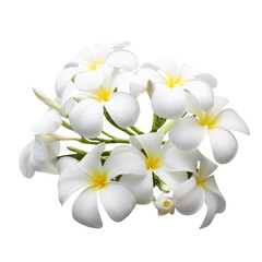 Fototapeta na wymiar Plumeria flowers isolated on white background with clipping path.