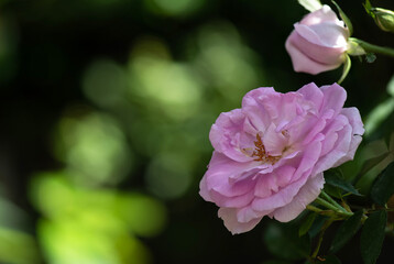 Damask rose flower on bokeh nature background.