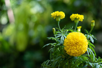African marigold or Tagetes erecta flowers on nature background.