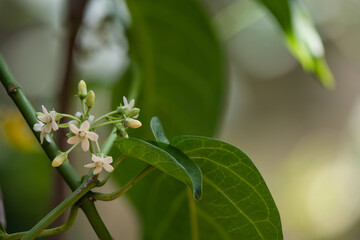 Gymnema inodorum tree nature background.