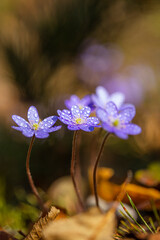 small blue forest flowers