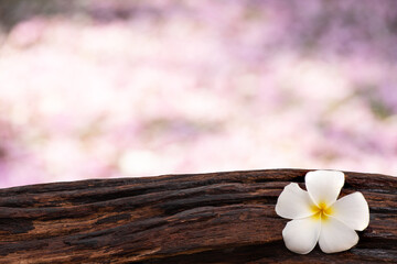 Empty wood and plumeria flower on bokeh nature background with clipping path.
