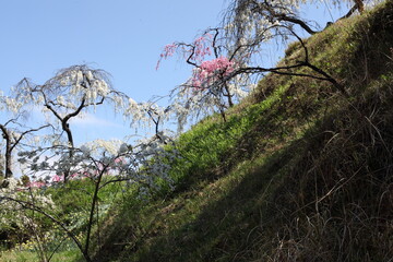 枝垂れ桃の咲く風景
