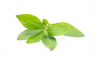 green vegetable leaves isolate on white background