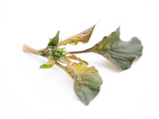 Fototapeta premium Red leaf vegetable Amaranth on white background