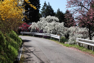 レンギョウと枝垂れ桃の咲く道