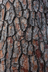 Bark pattern is seamless texture from tree. For background wood work, Bark of brown hardwood