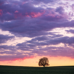 Fototapeta na wymiar Field at Sunset, Solitary Tree on the Horizon