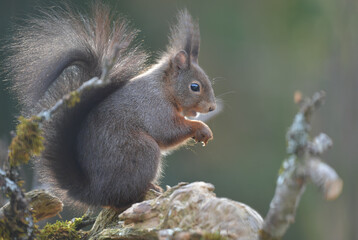 Eichh&ouml;rnchen auf Wurzel