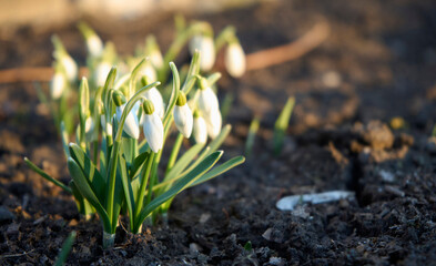 Selective focus of  snowdrop or common snowdrop (Galanthus nivalis) flowers in a beautiful sunny day. Spring season and natural life