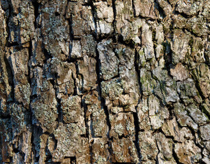 Natural wooden texture background. Closeup macro of tree bark. Abstract oak tree nature backdrop or wallpaper. Space for text.