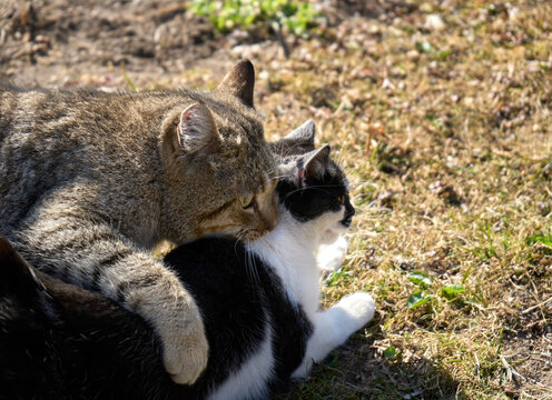 Mating games of cats. Cat try to hug and bit another one. Two cat playing.