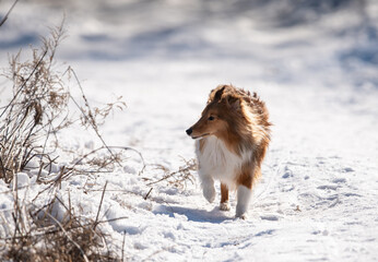sheltie on a walk in winter. little collie