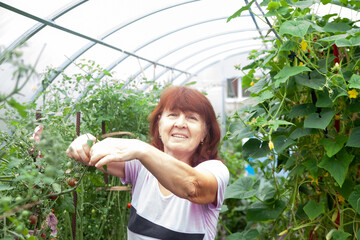 Mature woman growing tomatoes at greenhouse on farm
