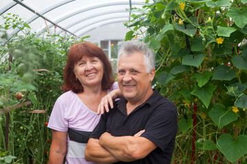 elderly couple works in greenhouse at summer