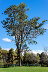 Big tree in a park over a blue sky in Tenerife. Canary Islands.