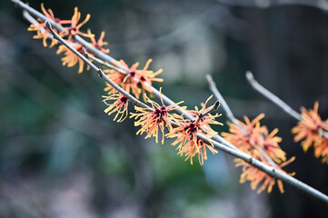 Hamamelis