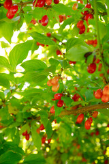 Red ripe dogwoods or cornus berries growing in a garden.