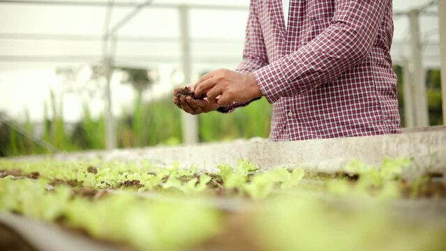 Agriculture cares to control production growth check soil quality and green oak vegetables at raised vegetable plots. Worker farm cultivation hydroponic.