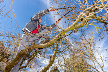 Gardener is cutting branches, pruning fruit trees with pruning shears in the orchard