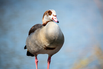 Egyptian Goose (Alopochen aegyptiacus)