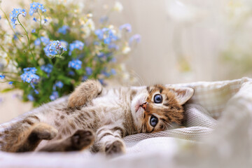 A striped kitten with wide open blue eyes lays between flowers