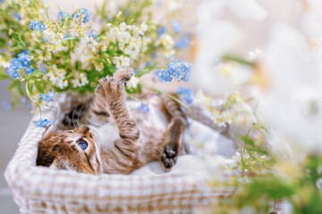 Obraz premium A striped kitten with wide open blue eyes in a basket play with flowers