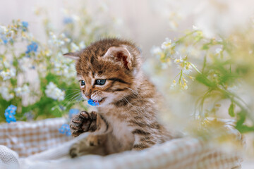 Naklejka na ściany i meble A striped kitten with blue eyes in a basket with flowers