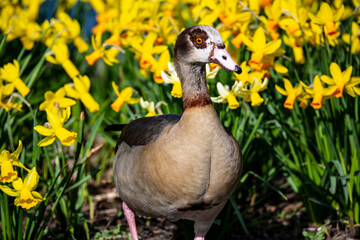 Egyptian Goose (Alopochen aegyptiacus) in Springtime Daffodils