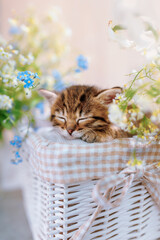 A sleeping striped kitten in the basket among flowers - obrazy, fototapety, plakaty