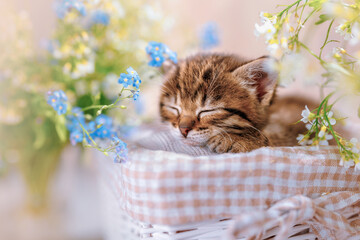 A sleeping striped kitten in the basket among blue flowers