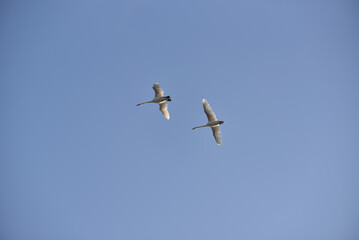 a pair of white swans flies in the sky