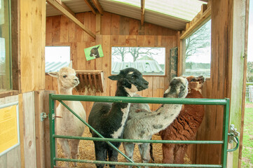 Llamas in the stable.