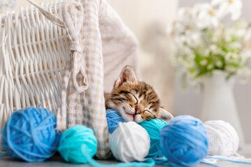 A small striped kitten sleeps on balls of yarn and thread © ShunTerra