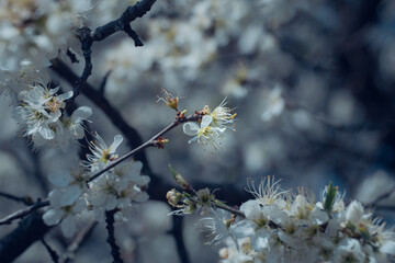 White flowers on fruit trees in spring