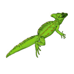 Isolated vector illustration of a lizard on a white background. Blank for designers, printing on clothes, packaging, logo, icon