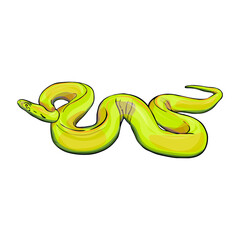 Isolated vector illustration of a snake on a white background. Boa constrictor as a blank for designers, printing on clothing, packaging, logo, icon