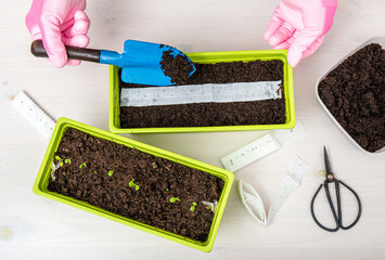 Person growing salad plants in home in spring from white paper seed tape, witch has plant seeds inside. Quick and easy way to sow tiny seeds.