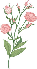 Eustoma or Lisianthus Flower Vintage Hand Drawn Illustration