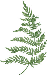 Green Fern Branch Vintage Hand Drawn Illustration