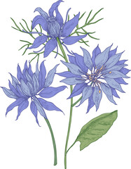 Nigella Flowers Vintage Hand Drawn Illustration