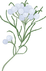 Brunia Flowers or Inflorescences Hand Drawn Illustration