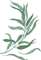 Eucalyptus Sprig with Green Leaves Hand Drawn Illustration